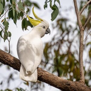 sulphur-crested cockatoo on tree branch
