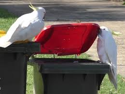 sulfur-crested cockatoos