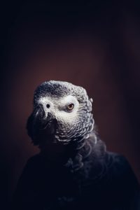 African grey parrot