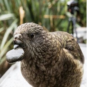 Kea parrot