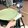 African grey parrot