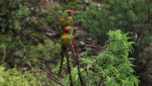 red-fronted macaws