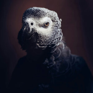 portrait of African grey closeup on head with dark maroon background