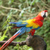 scarlet macaw sitting on branch