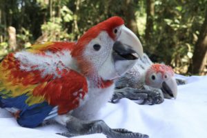 Lafeber’s Global Parrot Conservation Spotlight: Guatemala & the Scarlet Macaw