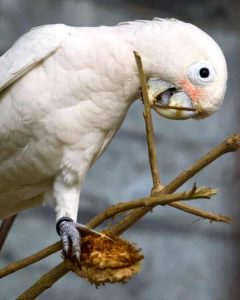 Goffin's cockatoo perched in tree biting at branch
