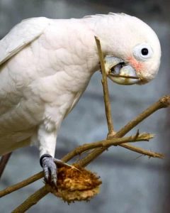 cockatoo