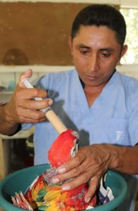 scarlet macaw handfeeding