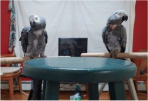 African grey parrots