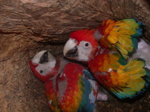 scarlet macaw chicks