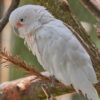 Goffin's cockatoo sitting on branch