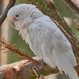 Goffin's cockatoo sitting on branch