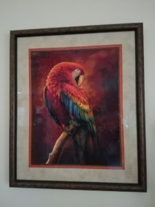 scarlet macaw art