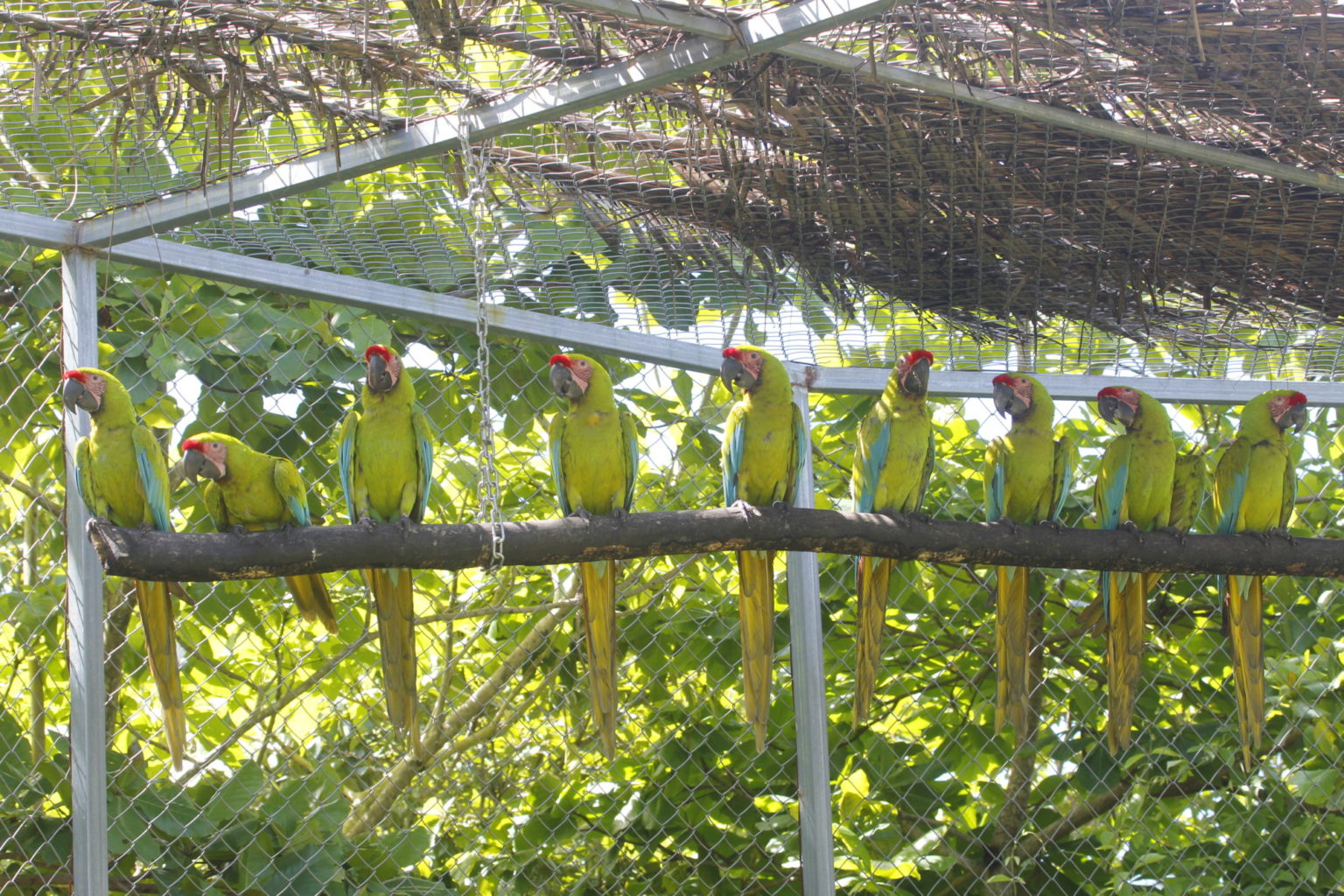 Lafeber s Global Parrot Conservation Spotlight The Macaw Recovery Network In Costa Rica Pet