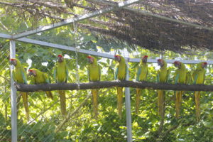 nine great green macaws lined up on a perch at the MRN breeding center