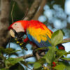 scarlet macaw, scarlet, macaw