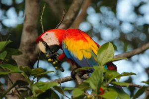 scarlet macaw, scarlet, macaw