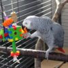African grey parrot on perch in cage playing with toy