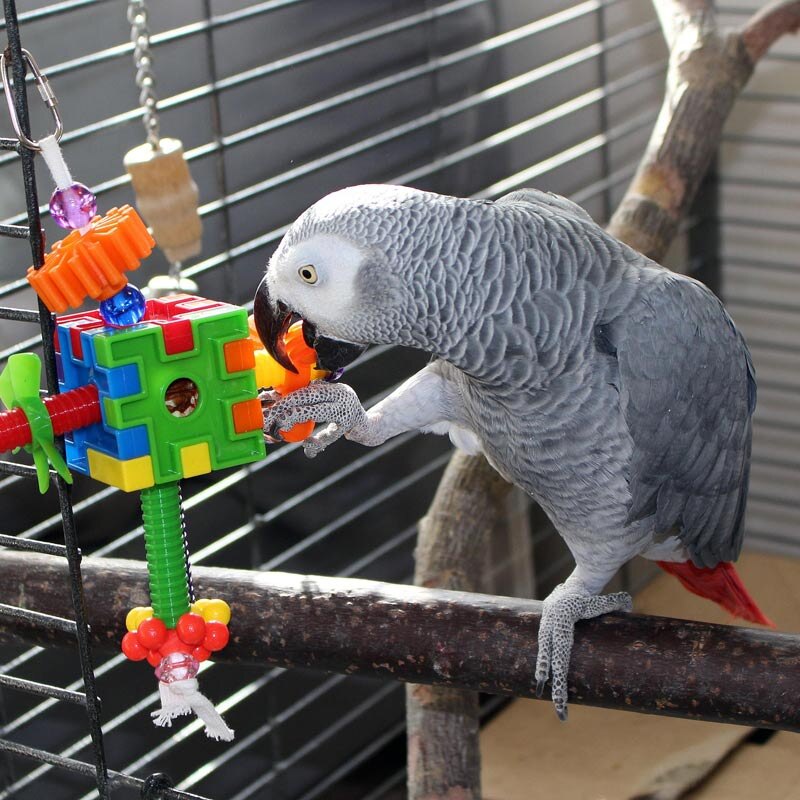 Webinar: Zookeeper Notes: Enriching the Whole Parrot