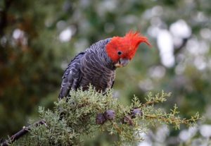 a gang-gang cockatoo perched on a tree branch outside