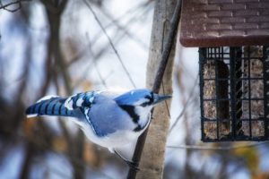 a blue jay perched on a branch beside a bird feeder