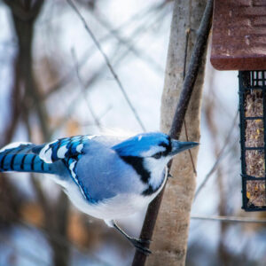 blue jay at bird feeder outside in winter