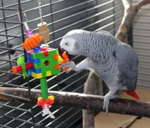 African grey parrot on perch in cage playing with toy