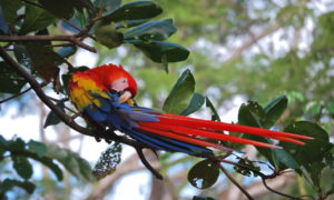 scarlet macaw preening feathers while perched on tree branch outside