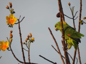 yellow-naped Amazon parrot perched on branch of flowering bush outside