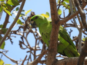 yellow-naped Amazon parrot perched on tree branch looking down at camera