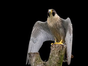 peregrine falcon perched on tree stump with wings outstretched low