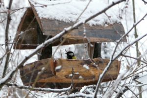 wild bird sitting inside a bird house covered in snow