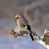 wild jay perched on snow-covered branch outside