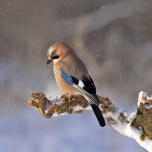 wild jay perched on snow-covered branch outside