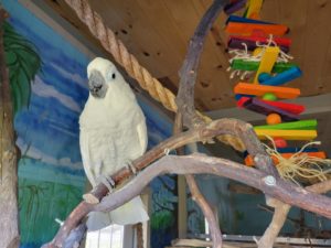 umbrella cockatoo Bogey perched on branch of a play gym by toy