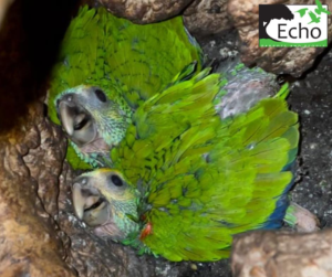 looking down on two young yellow-shouldered Amazon parrots in a nest