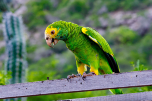 a yellow-shouldered Amazon parrot perched on a board, perhaps a fence