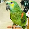 Amazon parrot perched on person's hand inside a store