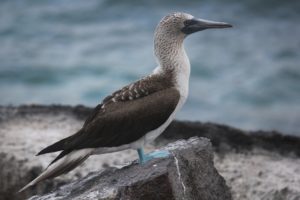 blue footed boobie bird