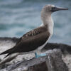 blue-footed booby standing on stump beside water
