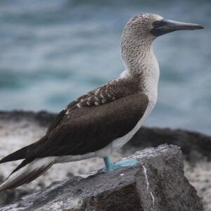 blue-footed booby standing on stump beside water