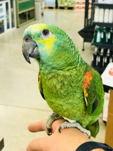 Amazon parrot perched on hand