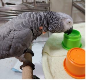 African grey parrot tapping a cup with her beak