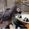 African grey, Grey parrot
