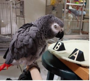 African grey parrot Griffin gives a look instead of choosing a letter when presented a choice