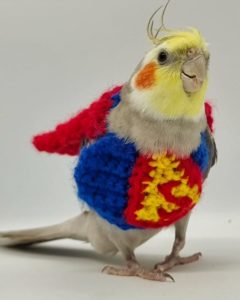cockatiel wearing sweaete