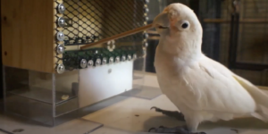 Goffin's cockatoo performing the golf club task