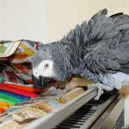 African grey Alex bending over table