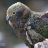 side view of perched Kea parrot