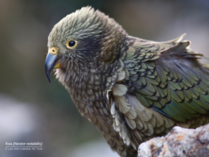side view of perched Kea parrot